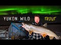 Northern lights out trout  fishing for monster lake trout in the remote yukon wilderness  e1
