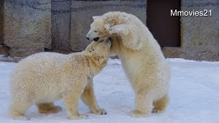 バトルの後は雪で喉を潤すポロロとマルル~Polar Bears