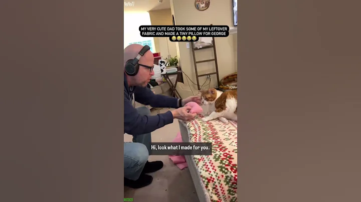 Video 11796261: funny cat live, funny cats dogs, cat fails, cute kitten