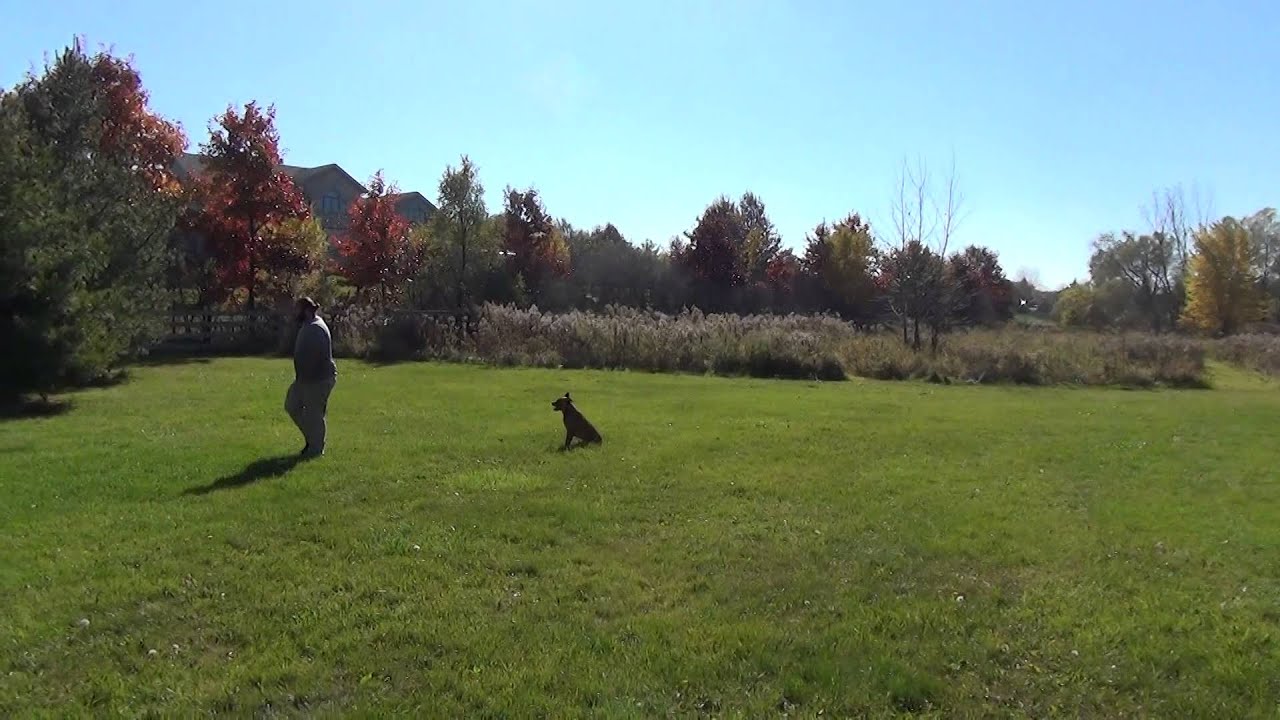 Madison Dog Training Alex Training Hawk Off Leash Suburban K9! YouTube