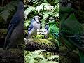 natureza #paisagem #relaxar #shortsyoutube