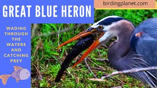 Great Blue Heron hunting and fishing - Birding Planet