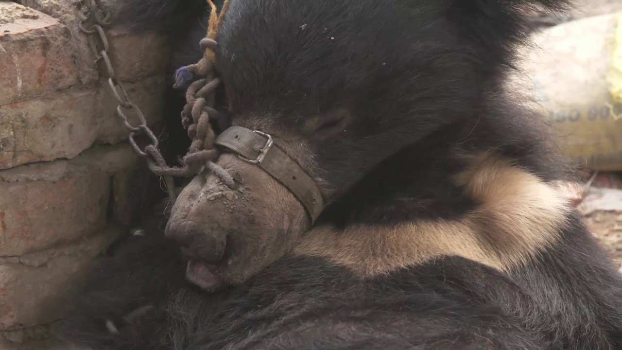 'Dancing Bears' Rescued in Nepal