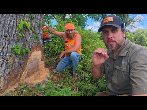 Advanced Tree Felling