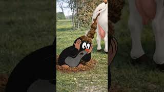 Pauli der kleine Maulwurf 🤗😂 #fun #maulwurf #landleben #shorts
