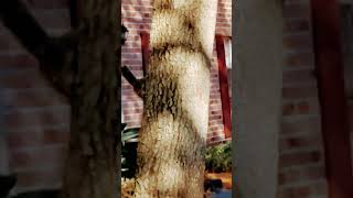 Squirrels Looking For Princess