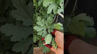 #motivation #harvest #garden #gardening #ytshorts #vegetables#balconygarden