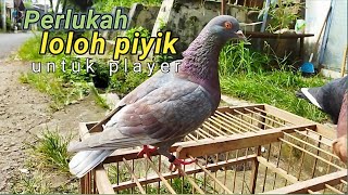 Manfaat loloh piyik untuk player merpati kolong