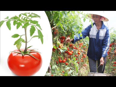 Video: Skal tomater dyrkes i tørvefri kompost?