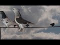 Начинающая Игра моих Голубей,The Beginner Game of My Pigeons