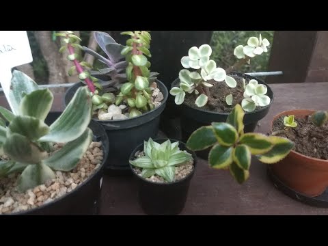 SUCULENTAS