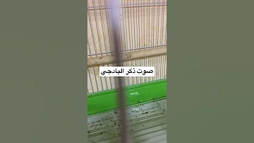 صوت ذكر البادجي 