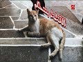 إعلان البوادي و القطط وأفضل إعلانات رمضان -سكربرة-