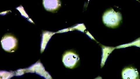 3-D microlens array atop PMMA (insect eye)