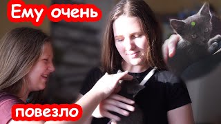 Первый подкинутый котёнок нашел свой дом