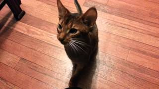 Cute Abyssinian kitten Larry rolling over shaking a paw doing tricks for treats