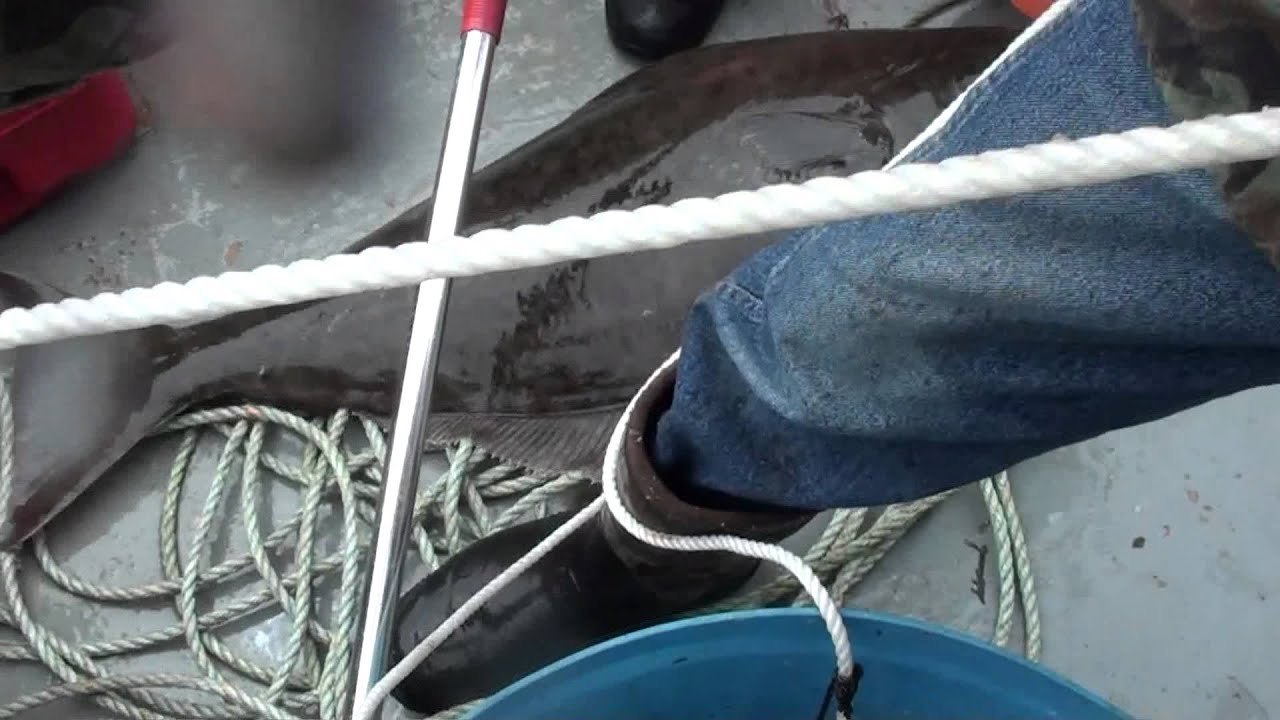 hauling the halibut trawl YouTube