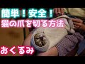 【保護猫】世界一簡単で安全でかわいい子猫の爪の切り方を解説します！