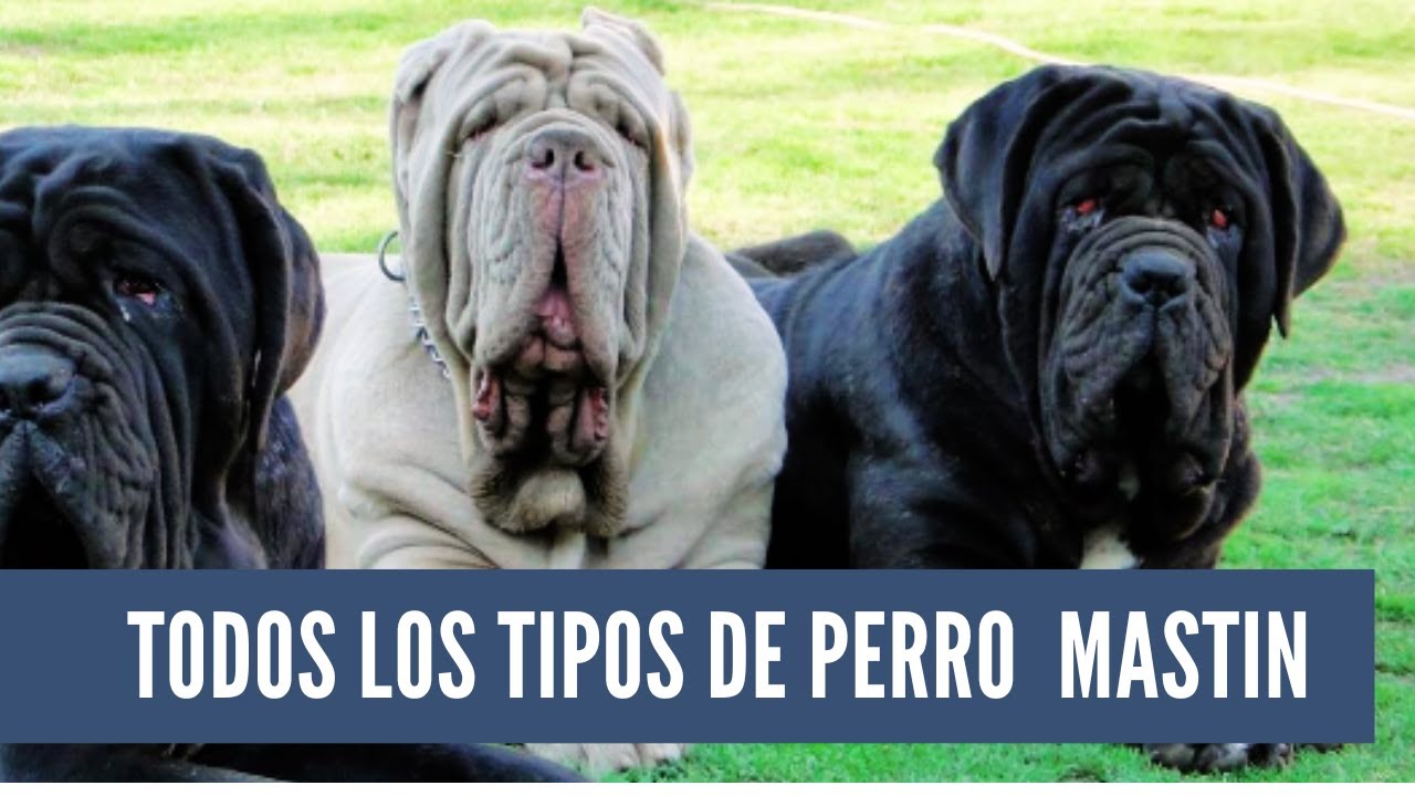Todos los tipos de perros 