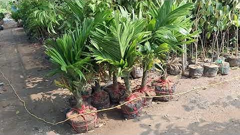 Bán cây cau lùn giống chuẩn xịn cây khỏe đẹp 0977973535