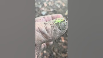 pale green assassin bug #bug #nature #assassinbug #outdoors