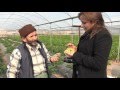 Sahip çıkılmadı, Altın çilek üretimi durdu