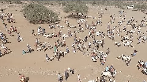 Making pastoralists climate resilient in Kenya