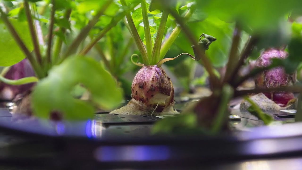 Watch radishes grow in space in this timelapse video YouTube