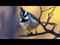 Wildlife Photography Tutorial: How To Photograph Small Birds