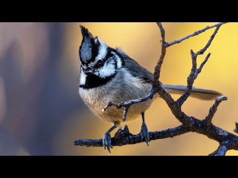 فيديو: كيفية تصوير الطيور