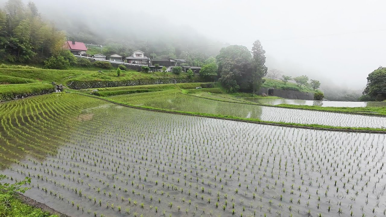 【自然風景】暗峠(くらがりとうげ)棚田風景 - YouTube