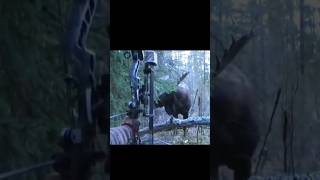 moose soo close perfect shot#chass#chanel#hunting #moose #deerhunting