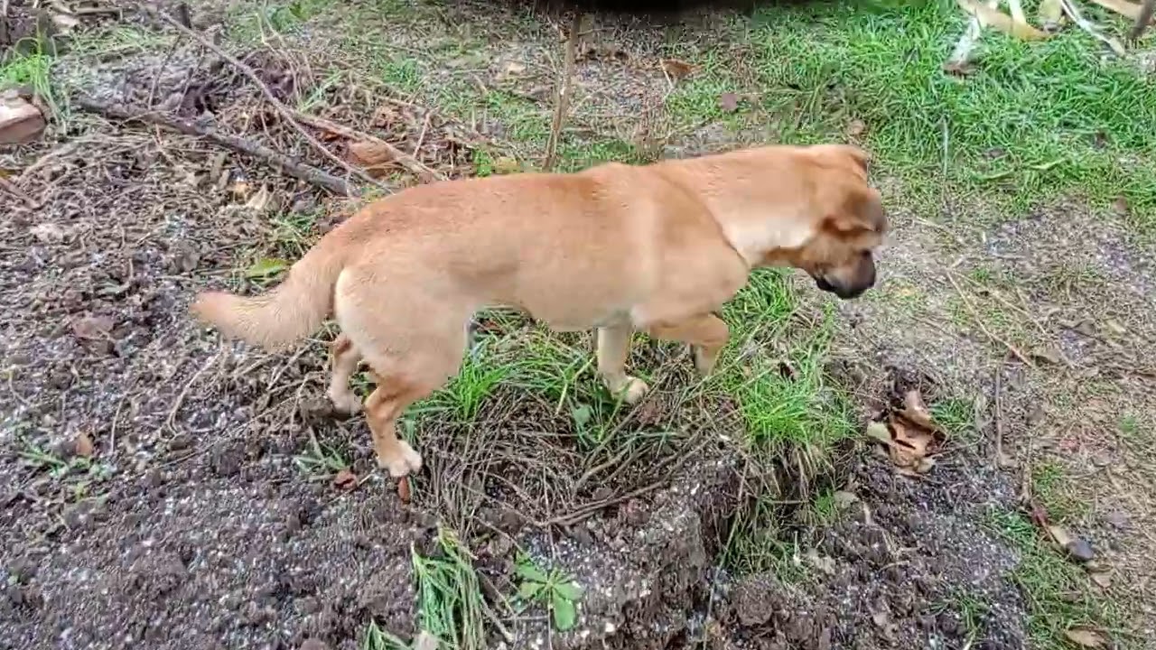 Любуемся осенними красками: красные, оранжевые барбарисы, хвойные растения, хризантемы...