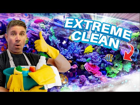 How Clean Is Your 400 Gallon Reef Tank?