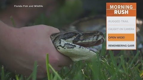 Florida scientists say pythons may be even more dangerous than expected