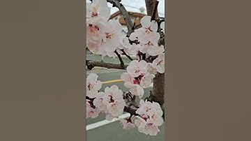 Thumbnail of Very beautiful apricot flower on this gloomy weather #flowers #shorts