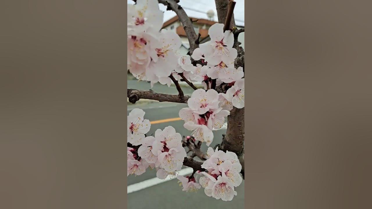 Very beautiful apricot flower on this gloomy weather #flowers #shorts
