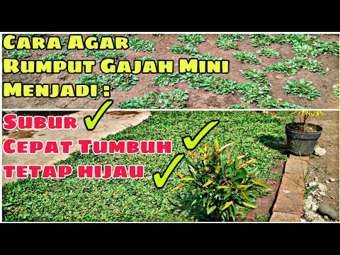 Video: Cara Merawat Halaman Rumput Anda Dengan Benar Di Musim Panas Untuk Karpet Hijau Yang Kaya