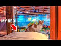 Cat cafe capsule hotel gdzie mona spa ogldajc koty  animal cafe  japonia