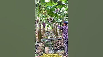 Banana’s Perfect Trim: How Farmers Help Them Grow Bigger and Sweeter.