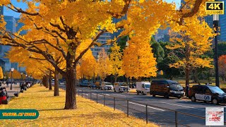 4K HDR Japan travel 2025 | Autumn Ginkgo Walk Near Tokyo Station | Relaxing Fall Foliage in Japan
