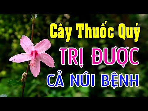 Video Cây Thuốc Quý Chữa Được Cả Núi Bệnh, Người Việt Chúng... - youtube