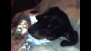 Minature Dachshund Formly Merlin-Now Srtyles