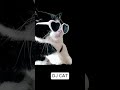 DJ CAT IN THE HOUSE--DJ Studio wave beats--#musicdjstudiowavebeats
