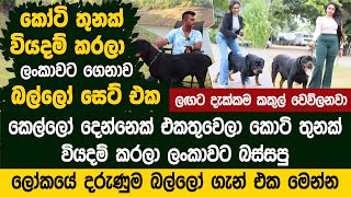 ලෝකයේ දරුණුම රොට්වයලර් රංචුව  ලංකාවේ කෙල්ලෝ දෙන්නෙක් ළඟ   Von House Sandun Perera | Rottweiler