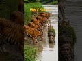 Ultimate tiger camouflage! Would you try this? 🐯 #shorts #wildlife #survival #fyp