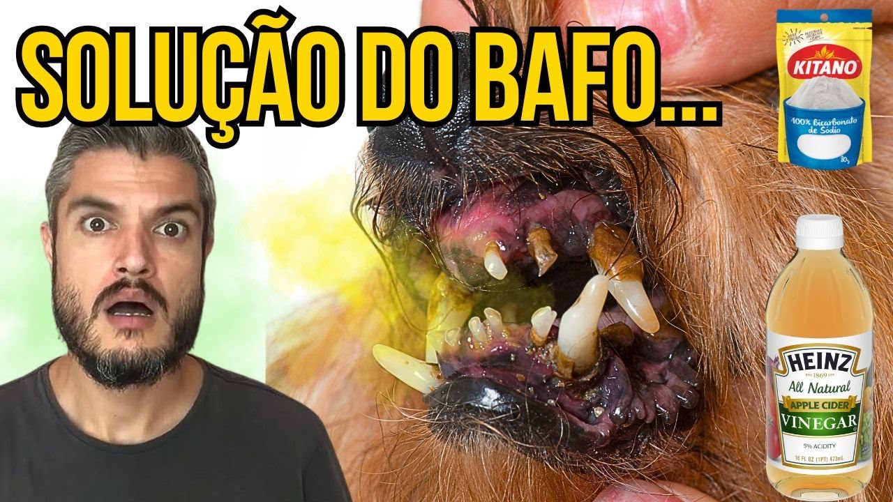 COMO TIRAR O TARTARO DO CACHORRO EM CASA ELIMINAR BAFO DO CÃO COM ...