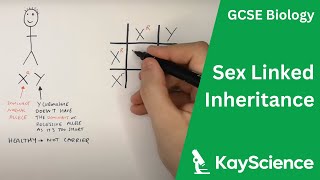 Sex Linked Inheritance of Disorders (Colour Blindness) - GCSE Biology | KayScience