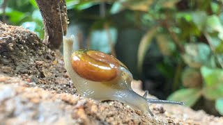 A Snail Adventure Tour #snails #macrovideography #animals
