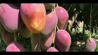 مانجو بالمر mango palmer (صنف البالمر من افضل اصناف المانجو في العالم)